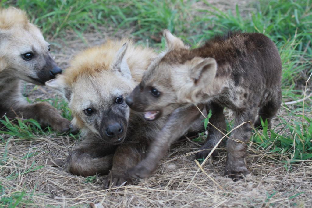 Fransje11's tweet photo. @SANParksKNP Thought I recognised the buggers 😀 https://t.co/h6eUxPvUFL