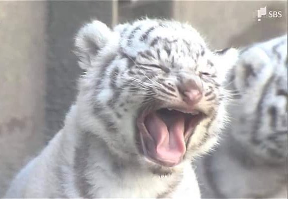 Yosita__Y's tweet image. มันได้