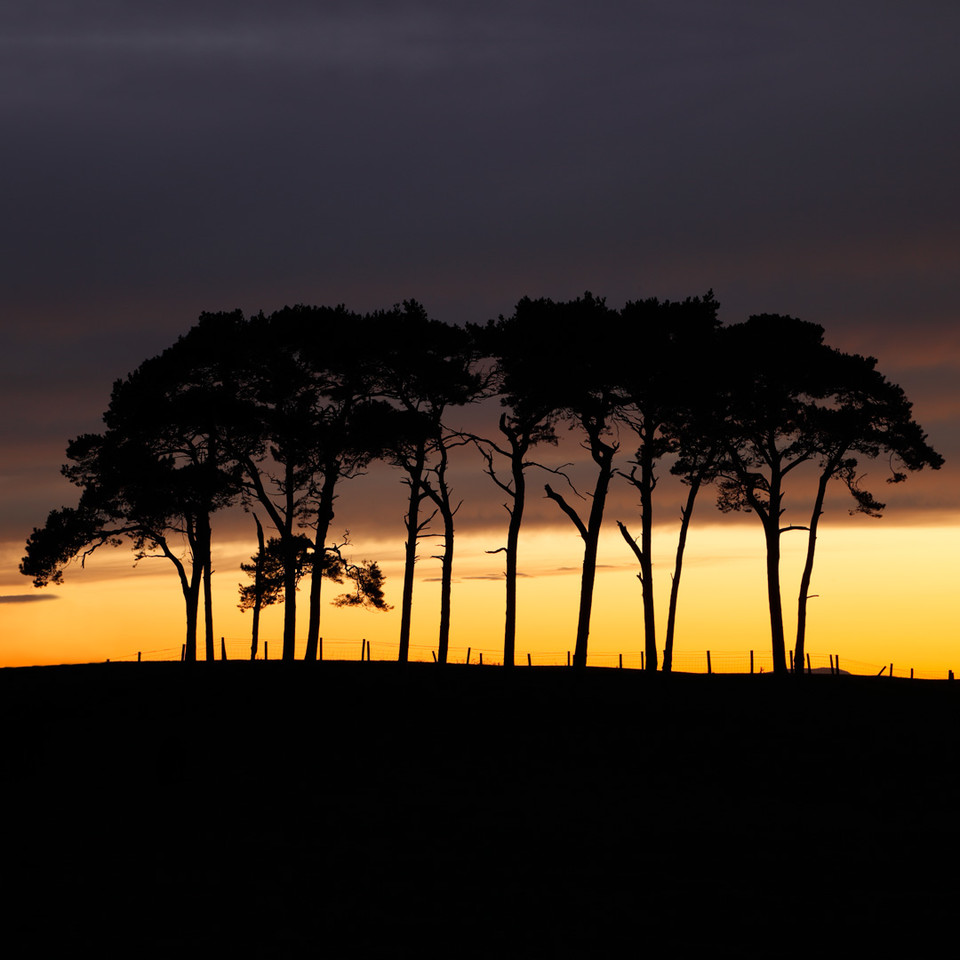 Not the plains of Africa, its a sunset in North Cumbria. Watch me take this photo on my YouTube channel. #photography #loves_trees_rural #sunset #landscapephotography #landscape #photography #landscapes #landscapelover