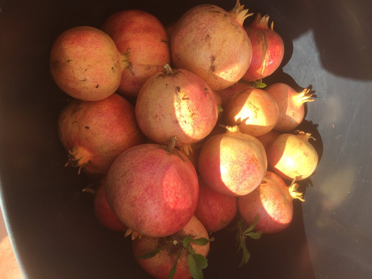 BrigittePowell1's tweet photo. Our last lot of pomegranates to juice today. Beautiful fruit, but a bloody bugger to do! 😊🇪🇸 https://t.co/CzvqxgJ7Y9