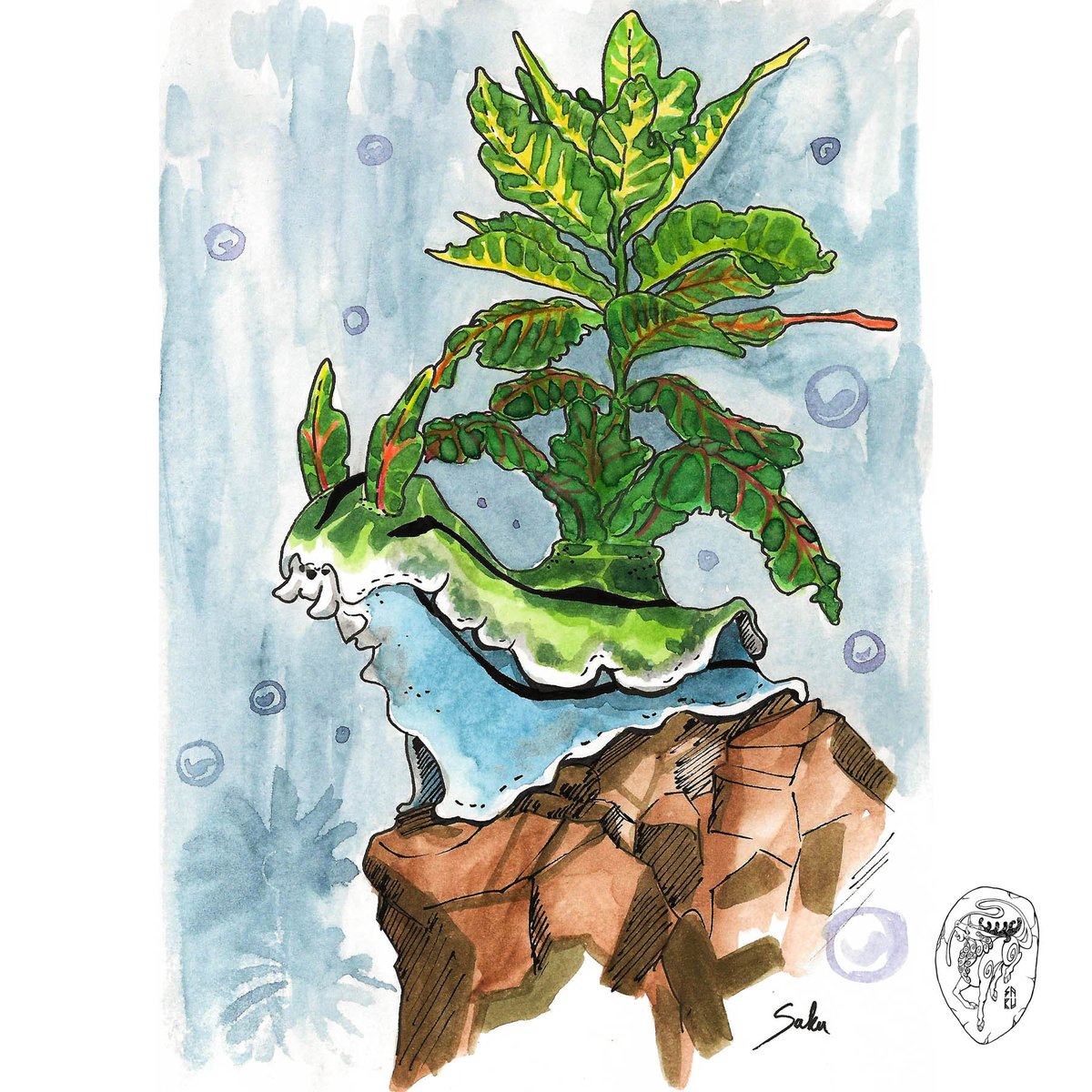 sakuartcosplay's tweet photo. Botanimals drawtober 2020 day 27-28-29-30:
🏵️Trout Lily x Tapir.
🍇Grape x Greyhound.
🌊Croton x Sea Slug.
🦕Pitcher Plant x Stegosaurus.
#botanimals #keymonster #drawtober2020 #animalart #dinosaur #fantasy #traditionalart #watercolor_art https://t.co/XavqKCXmn6