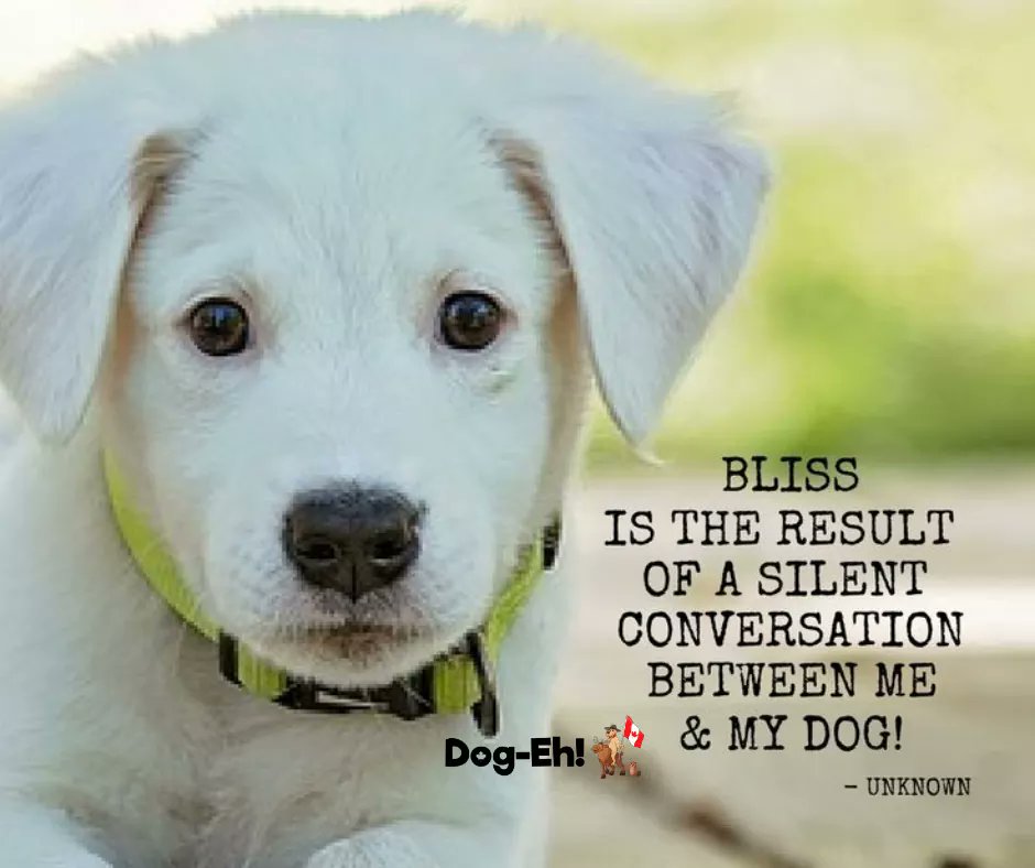 DogEhOfficial's tweet image. "Bliss is the result of a silent conversation between me and my dog" ❤

#bliss #blissis #blissstate #happiness #happinessis #blissquotes #happinessquotes #puppy #puppyphoto #puppyquotes #dogquote #dogquotes #doggy #dogeh