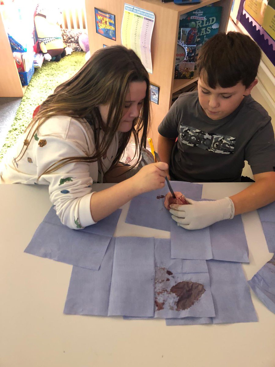WhartonY6's tweet photo. Y6L had a great time this afternoon dissecting a lamb’s heart! Lots of practical learning👍 https://t.co/ATmmZqyn86