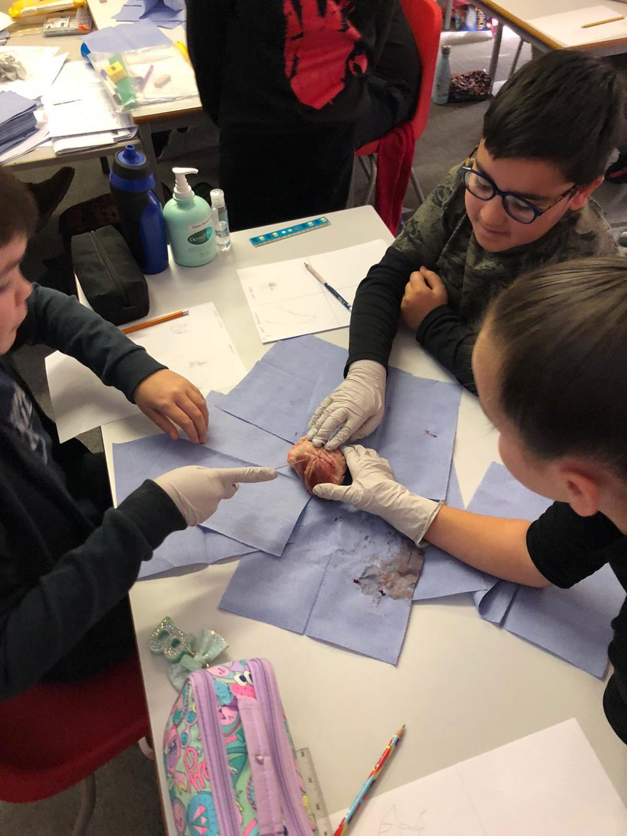 WhartonY6's tweet photo. Y6L had a great time this afternoon dissecting a lamb’s heart! Lots of practical learning👍 https://t.co/ATmmZqyn86