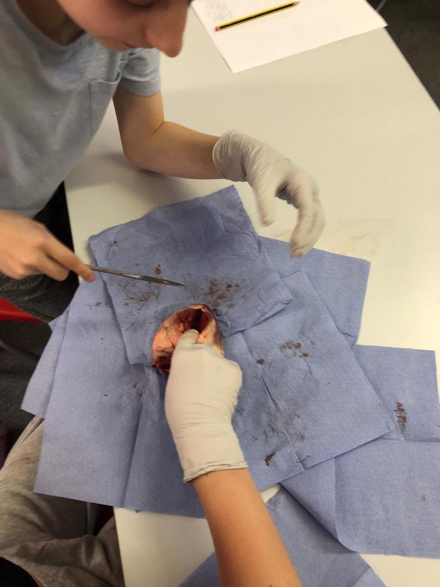 WhartonY6's tweet photo. Y6L had a great time this afternoon dissecting a lamb’s heart! Lots of practical learning👍 https://t.co/ATmmZqyn86