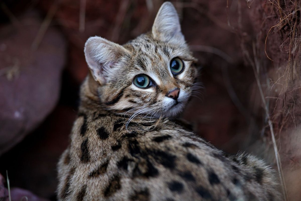 The black footed cat. Gram for gram (and when you only weigh 1.6kg, the grams are important) considered the deadliest cat on earth. Native to South Africa.