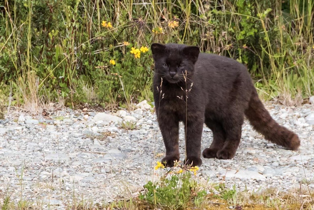The Guiña. What you get if you cross a domestic cat, a panther and a bear, but make it really small, because this one comes in at 5.5lbs / 2.4kg. Native to Argentina and Chile.