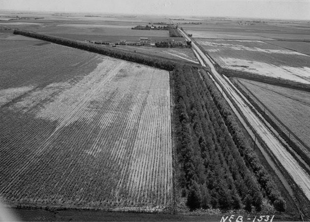 At same time they chopped down trees & brush to build Ponderosa Way firebreak, the CCC did the reverse in the Great Plains.220 million trees were planted stretching 18,600 miles to create the Shelterbelt, a windbreak to help prevent another Dust Bowl. https://www.sfchronicle.com/california-wildfires/article/An-800-mile-firebreak-once-protected-15713546.php