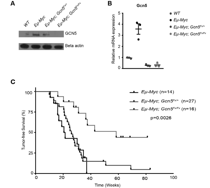 EKoutelou's tweet photo. I couldn't be prouder for the work of our #excellentstudent @AimeeFarria published in @CR_AACR. When she deleted #Gcn5 in the #EμMycmousemodel, she observed #delay or #abrogation of #tumorigenesis. Check out our manuscript to find out how #Myc is involved. @MDAndersonNews https://t.co/DQ6qCp31zW
