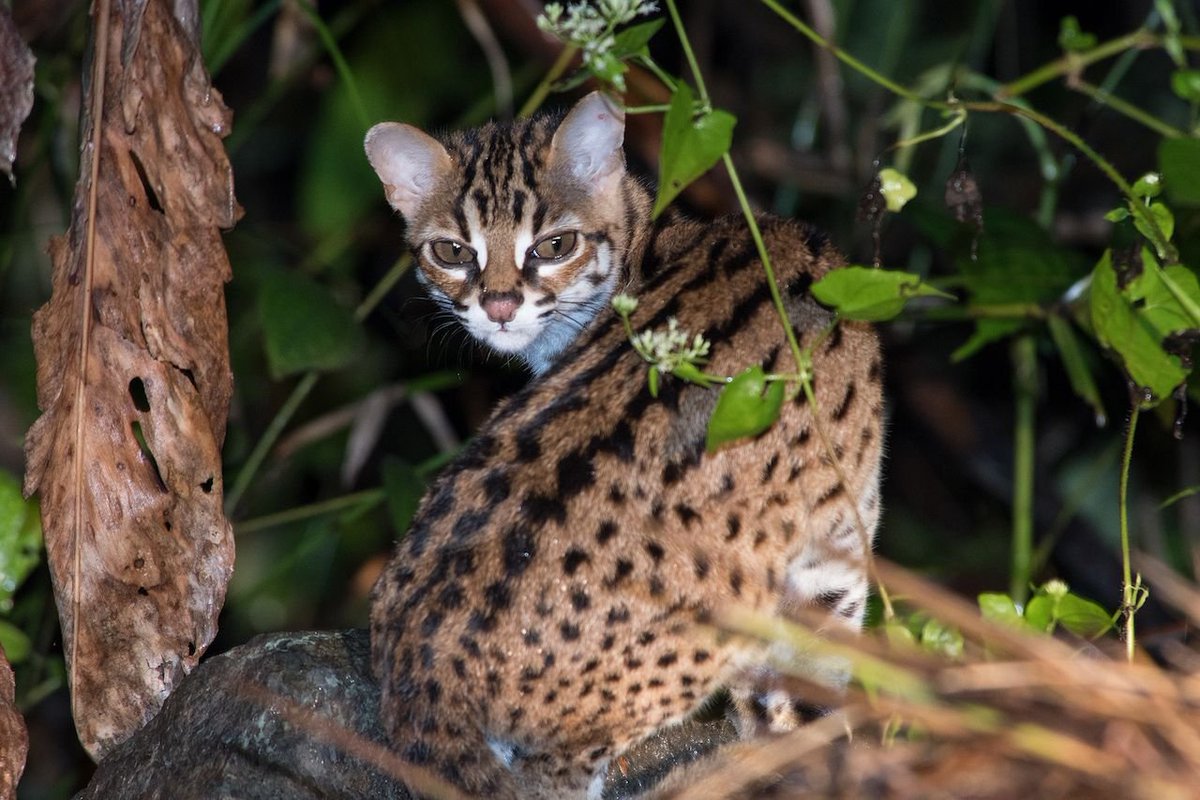 The leopard cat. You are underperforming and she's not impressed. There are populations on Borneo and Sumatra. 8.4lbs / 3.8kg and hunts rodents and insects in the trees