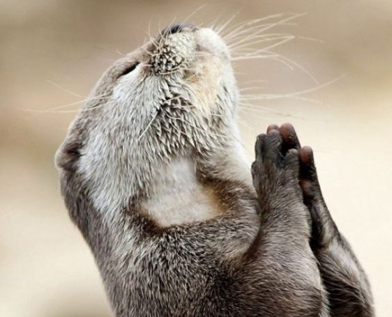 sarahsalviander's tweet photo. Lord, give me patience today, and give it to me now. https://t.co/ZMWJL483qP