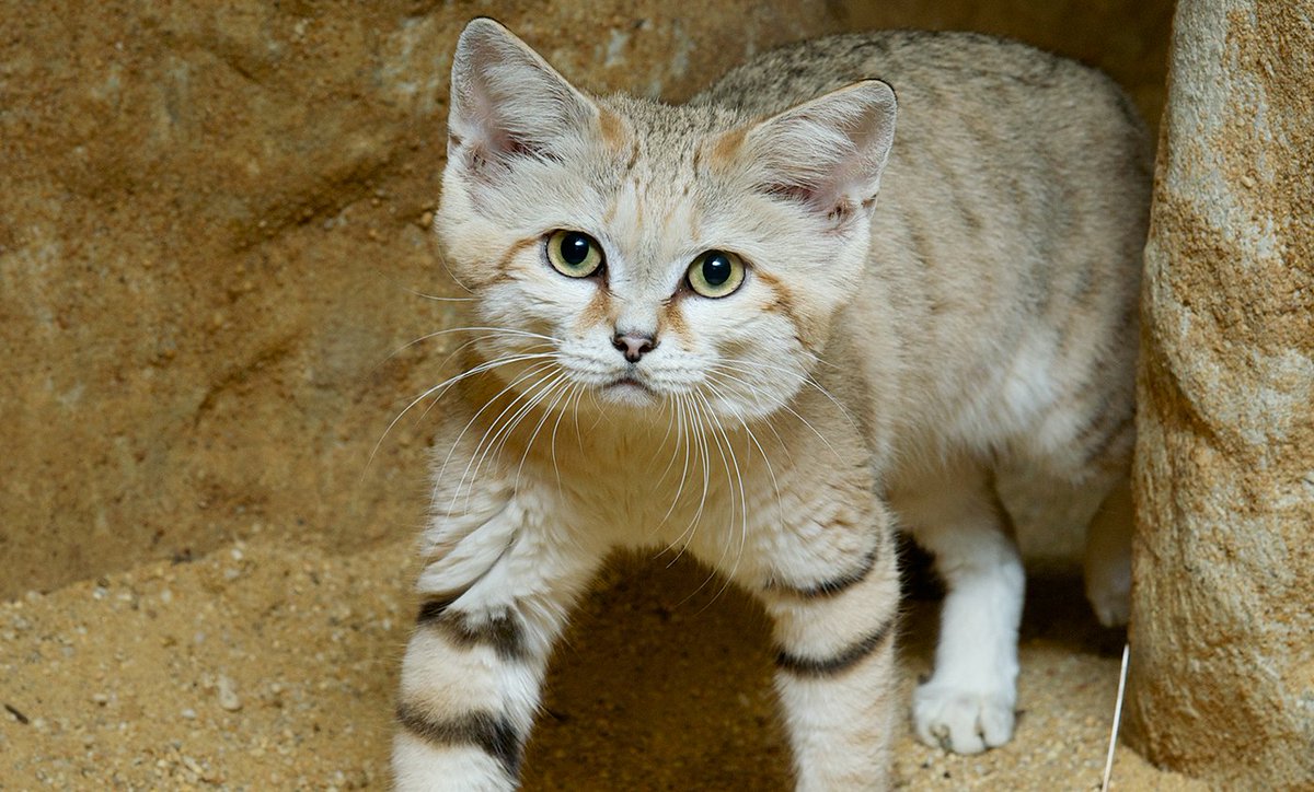 The sand cat. So. Over. It.Weighing all of 7.5lbs / 3.4kg, this tiny desert warrior is capable of killing venomous snakes like sand vipers, but mostly it preys on small rodents and birds.