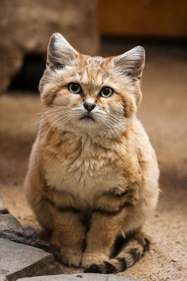 The sand cat. So. Over. It.Weighing all of 7.5lbs / 3.4kg, this tiny desert warrior is capable of killing venomous snakes like sand vipers, but mostly it preys on small rodents and birds.