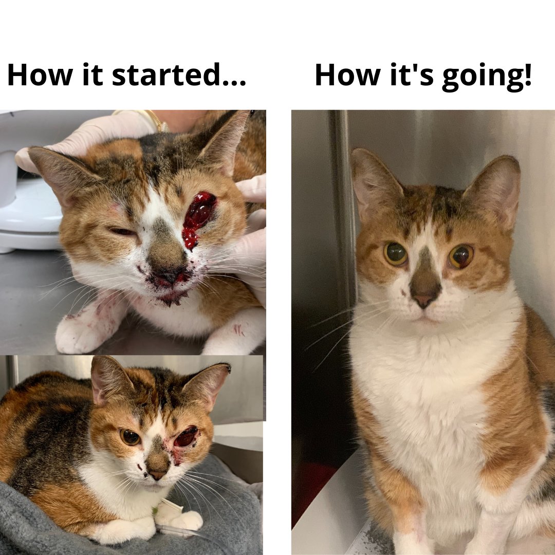How it started ➡️ How it's going. Learn about Bottarga, who arrived into our care just 10 days ago, the  victim of an alleged beating. Our veterinarians, who are frankly miracle workers, got her on the road back: ow.ly/lyti50Cjd57