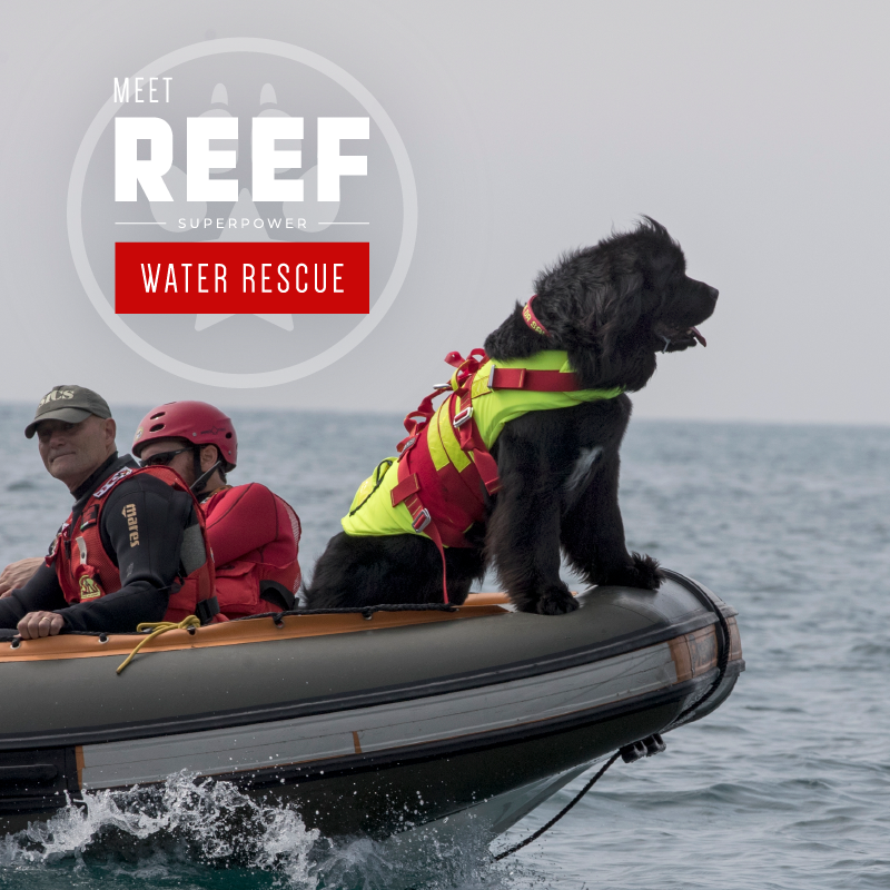 Superhero Reef works with the Italian Coast Guard and can pull a human being to safety. 

Get more of this story in Superpower Dogs at the Kramer IMAX Theatre!

See it for the first time - or see it again!

sasksciencecentre.com/superpower-dogs