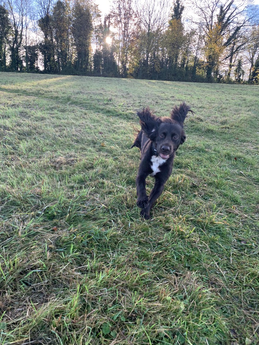 perkinspets's tweet photo. Have a lovely weekend 💗🐾 https://t.co/82FMYmOPuh