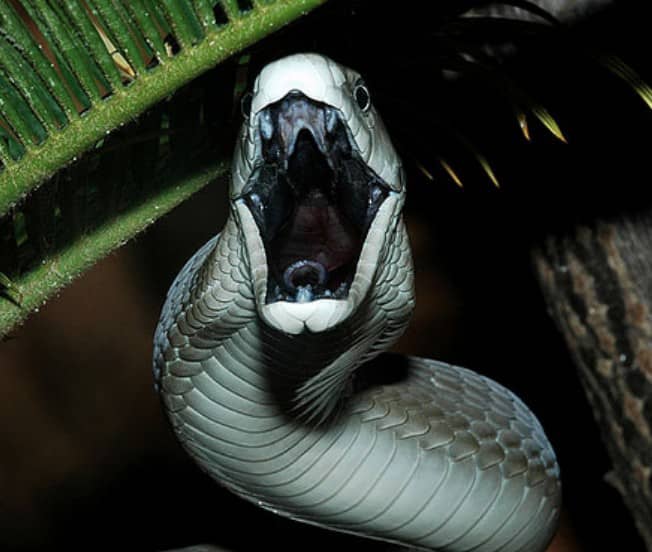Ziongatesafrica's tweet photo. #Imamba🇿🇦 #BlackMamba #HighVenomousViper #Dangerous
#Snakes https://t.co/1oqa8ziqi6