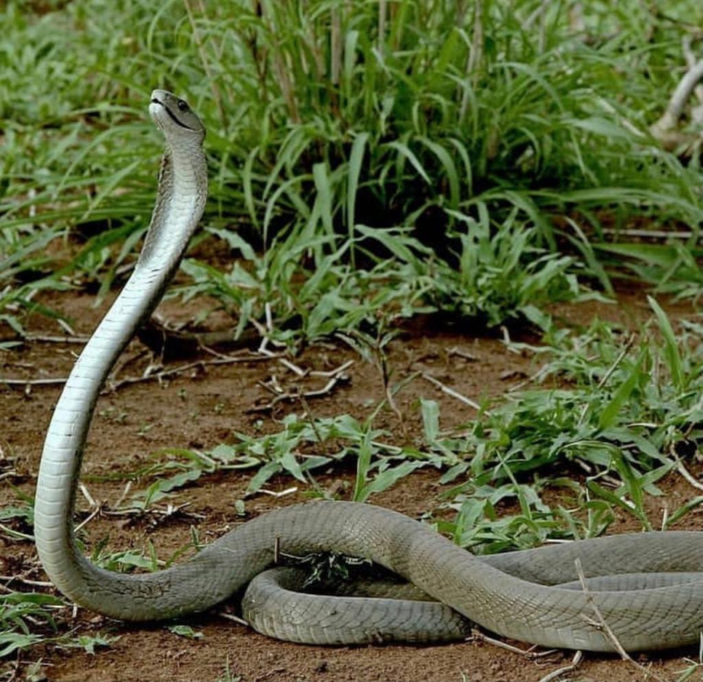 Ziongatesafrica's tweet photo. #Imamba🇿🇦 #BlackMamba #HighVenomousViper #Dangerous
#Snakes https://t.co/1oqa8ziqi6