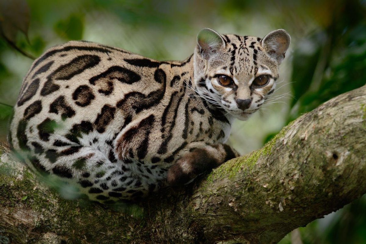 The margay. Native to Central and South America where she will spend most of her life in the trees. She has flexible ankle joints that allow her to descend trees head-first and she will even give birth up in the tree canopy. 8.8lbs / 4kg