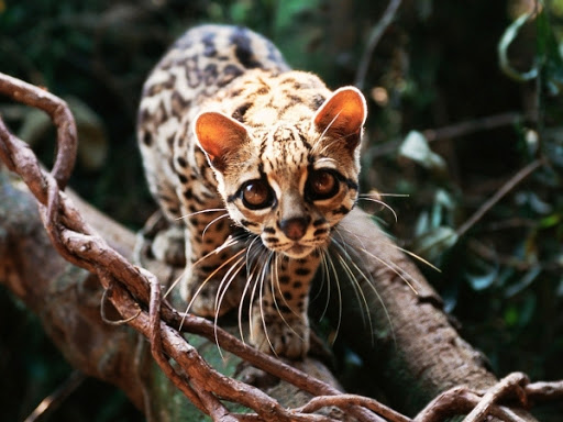 The margay. Native to Central and South America where she will spend most of her life in the trees. She has flexible ankle joints that allow her to descend trees head-first and she will even give birth up in the tree canopy. 8.8lbs / 4kg