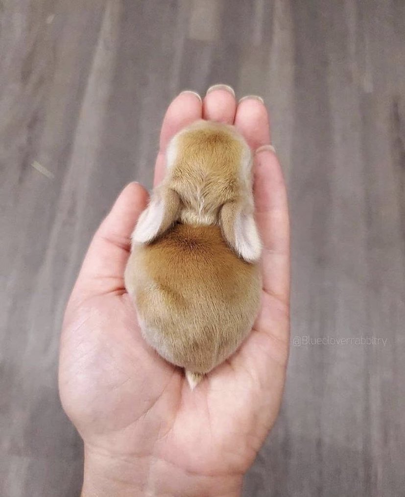 ScribeFlash's tweet photo. Voici des bébés lapins https://t.co/OBzFM1rrk6