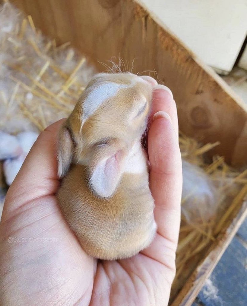 ScribeFlash's tweet photo. Voici des bébés lapins https://t.co/OBzFM1rrk6