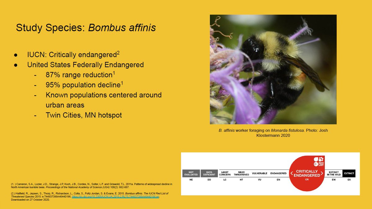 One species of particular concern in the Eastern US is Bombus affinis, aka the "Rusty-Patched Bumble Bee." Once a common species, RPBB has declined severely, and is now only detected regularly in the Upper Midwest States of MN, WI, IL, and IA.