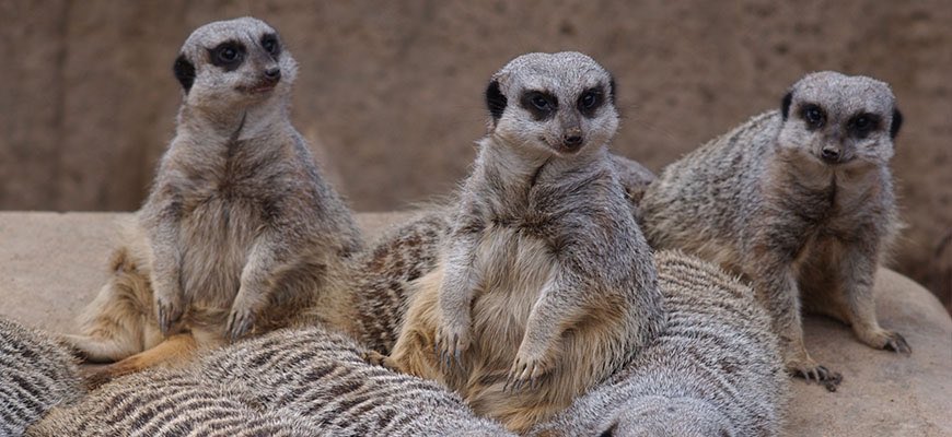 Meerkats are also baby-killing machines. Not only does the dominant female in a clan control the breeding, she also kills the young which aren’t hers to ensure her offsprings have the best chance of survival.