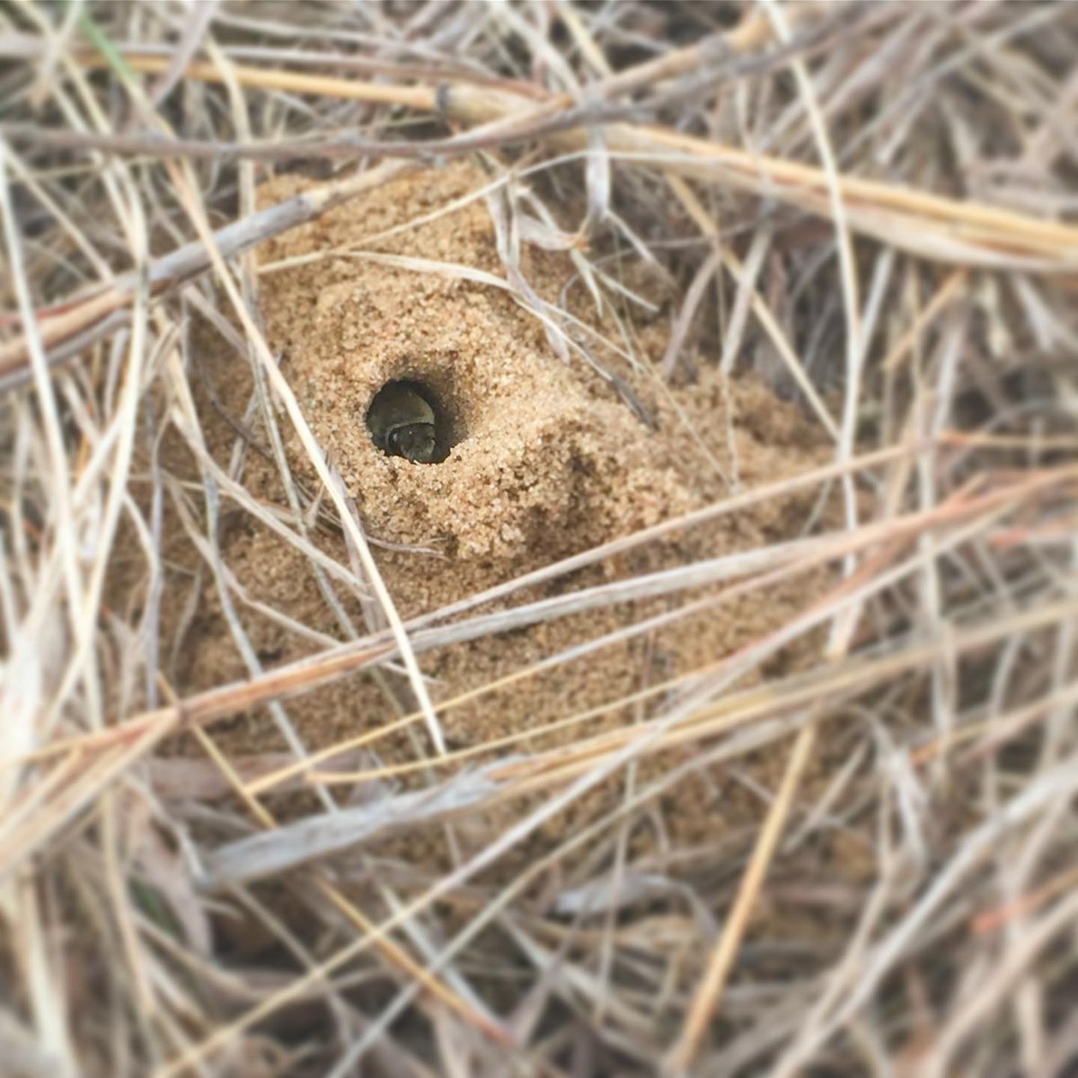 Despite the fact that over 70% of bees nest underground, there is a huge gap in our understanding of where they nest. Without this information, our  #wildbee conservation efforts are limited.
