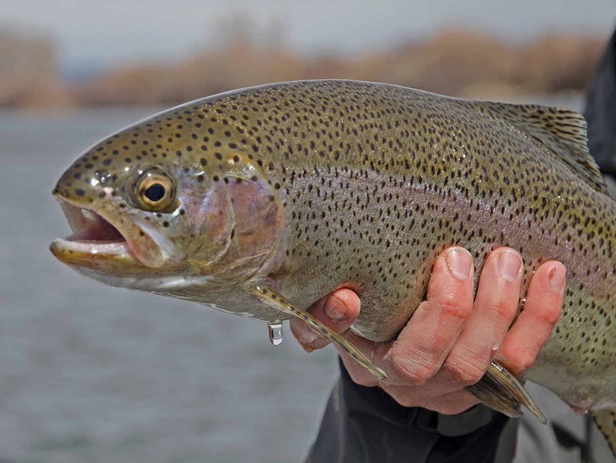 WorldCastGoFish's tweet photo. Happy Friday! Bundle up this weekend. 5 to 12 inches of snow is expected through Saturday at 5pm MST. Stay safe. •gofish@worldcastanglers.com•800.654.0676•⁠
——————————————————————⁠
#worldcastanglers #flyshop #flyfishing #idaho #flyfish #tetonvalley #rainbowtrout #henrysfork https://t.co/3HV0pcHNMi