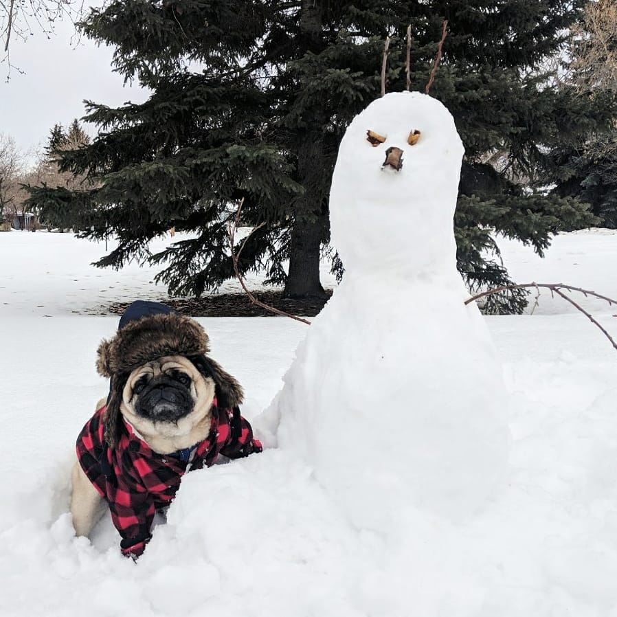 benny_pug's tweet photo. Gonna be honest, my favourite winter activity is the short walk back inside 😆😂 https://t.co/qBDgo7vxzE