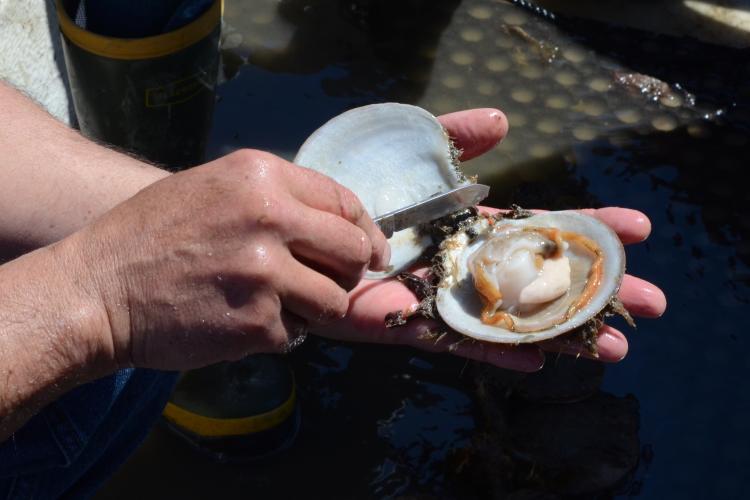 NOAAFish_NEFSC's tweet photo. Our Milford Lab scientists conducted a study to help enterprising fishermen know what the best growing conditions are for farming Atlantic sea scallops in #Maine. What they found and it can help make scallop #aquaculture a success: https://t.co/9uAfynTEaU. #NEFSCScience https://t.co/O5y0zMesES
