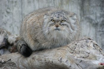 And everyone's grumpy favourite - the Pallas cat.If ever a face said 'just shit off, would you?' it's this.Native to the inhospitable mountain slopes of Central Asia and our chunkiest contender at a whopping 10lbs / 4.5kg