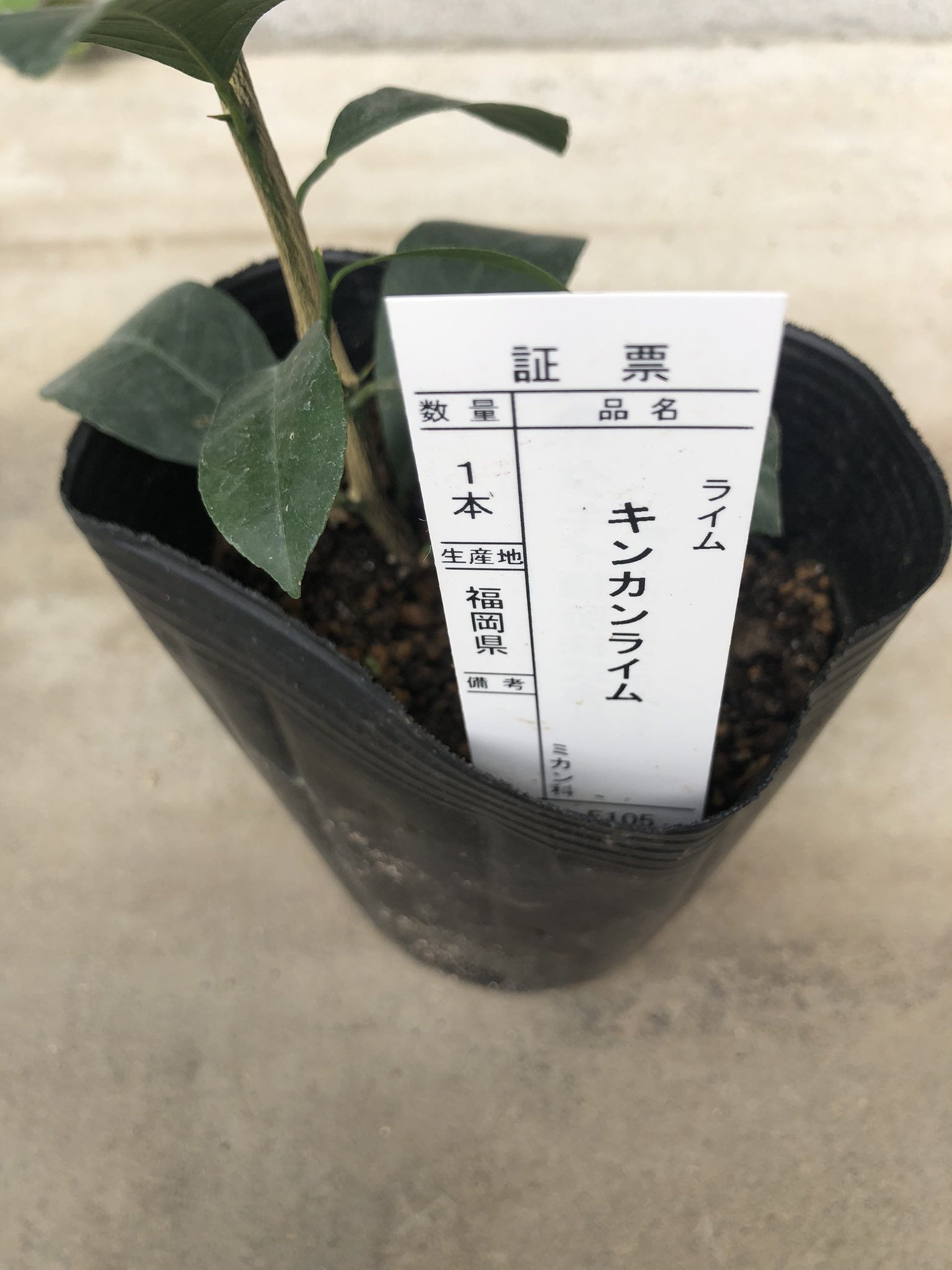 さむらいnoby タキイネット通販で メキシカンライム の苗木2本を購入 届いたポットには キンカンライム の証票が の後報です タキイ種苗さまの神対応です 恐れ入りました 因みに拙者 悪質クレーマーではございませんので念の為 さむらいnoby タキイネット通販で メキシカンライム の苗木2本を購入 届いたポットには キンカンライム の証票が の後報です タキイ種苗さまの神対応です 恐れ入りました 因みに拙者 悪質クレーマーではございませんので念の為