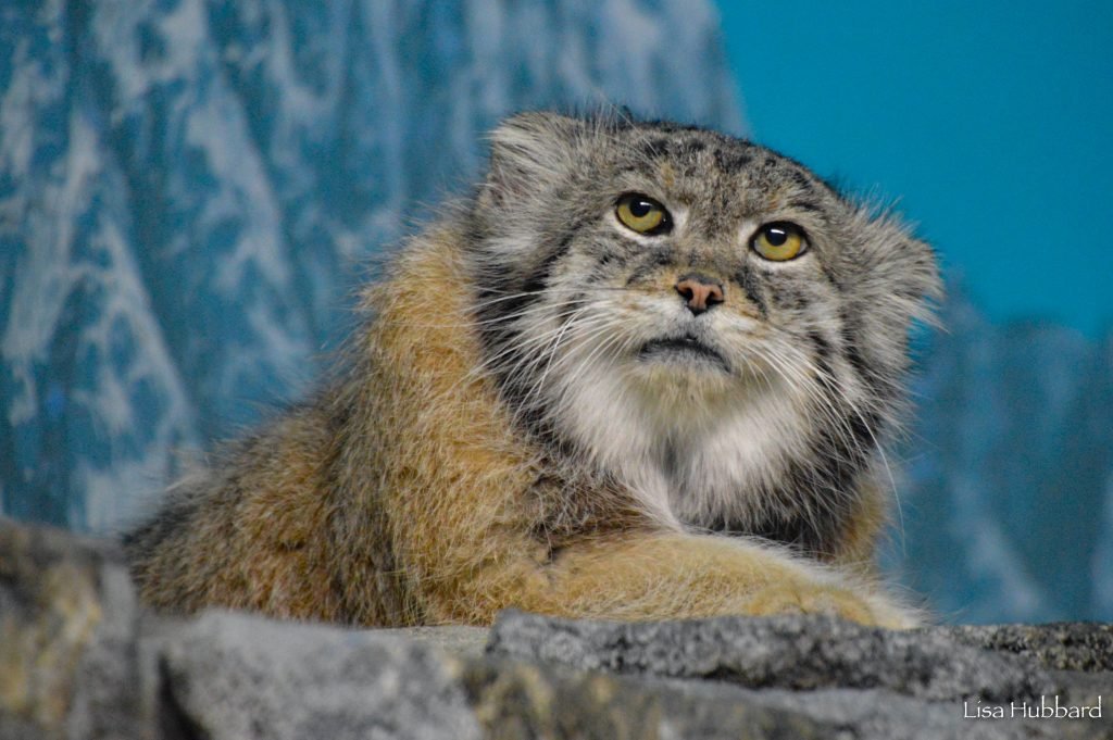 And everyone's grumpy favourite - the Pallas cat.If ever a face said 'just shit off, would you?' it's this.Native to the inhospitable mountain slopes of Central Asia and our chunkiest contender at a whopping 10lbs / 4.5kg