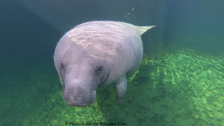 savethemanatee's tweet photo. Happy Friday!
It's #ManateeAwarenessMonth and it's ... puzzle time again!
Enjoy this puzzle featuring a juvenile manatee at Blue Spring, taken by our researchers just last week!
https://t.co/090x70FqbX https://t.co/62IdAbtmQI