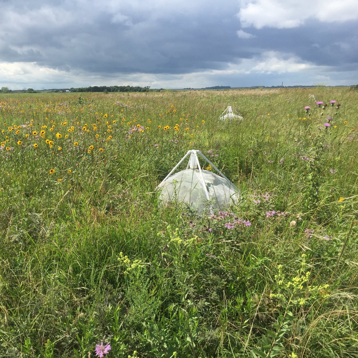 I’ve designed and made over 100 of my own emergence traps with support from  @UMNBeeLab_Squad, which helped reduce the cost and make them easier to fix when things break, but we don’t have good information on designs that work best for catching emerging bees.