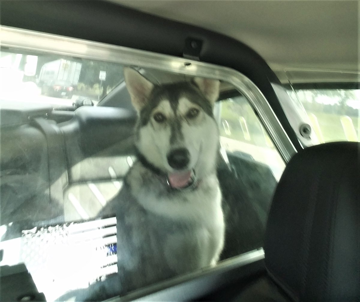 ManateeSheriff's tweet photo. π REUNITED: Dep. Leggett found this dog near traffic on Erie Rd. Afraid she may get hit, he called her over & she jumped in his patrol car. He tried to find her owner & eventually took her to Animal Services. Luckily, her owner arrived shortly after to pick her up! #MCSOCares https://t.co/bZpfZkogeg
