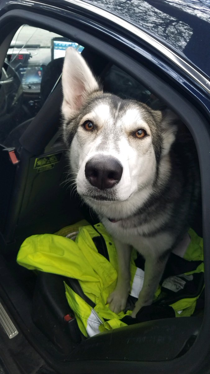 ManateeSheriff's tweet photo. π REUNITED: Dep. Leggett found this dog near traffic on Erie Rd. Afraid she may get hit, he called her over & she jumped in his patrol car. He tried to find her owner & eventually took her to Animal Services. Luckily, her owner arrived shortly after to pick her up! #MCSOCares https://t.co/bZpfZkogeg