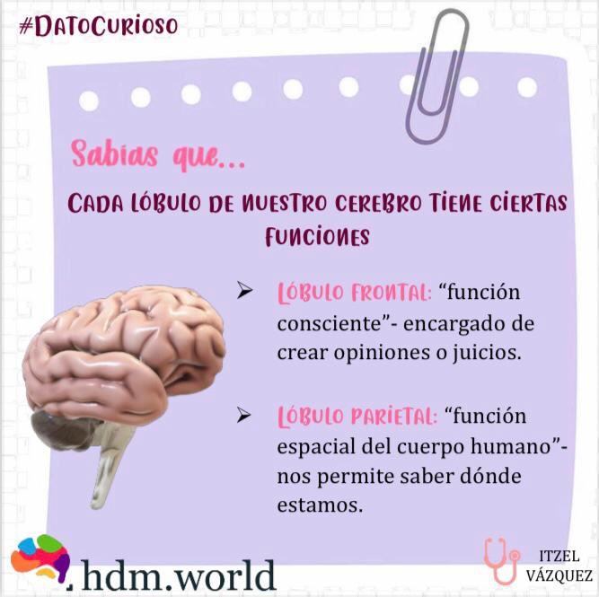 HWorldllc's tweet photo. Checa este dato curioso 🥼🧠🚑🏥 #sabias #que #dato #curioso #lobulo #cerebral #funcion https://t.co/cejepGGMrS