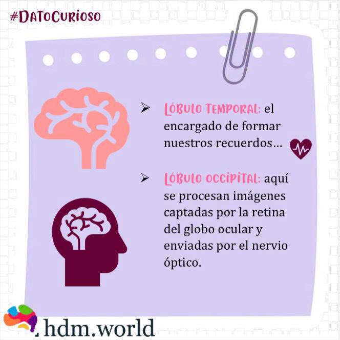 HWorldllc's tweet photo. Checa este dato curioso 🥼🧠🚑🏥 #sabias #que #dato #curioso #lobulo #cerebral #funcion https://t.co/cejepGGMrS