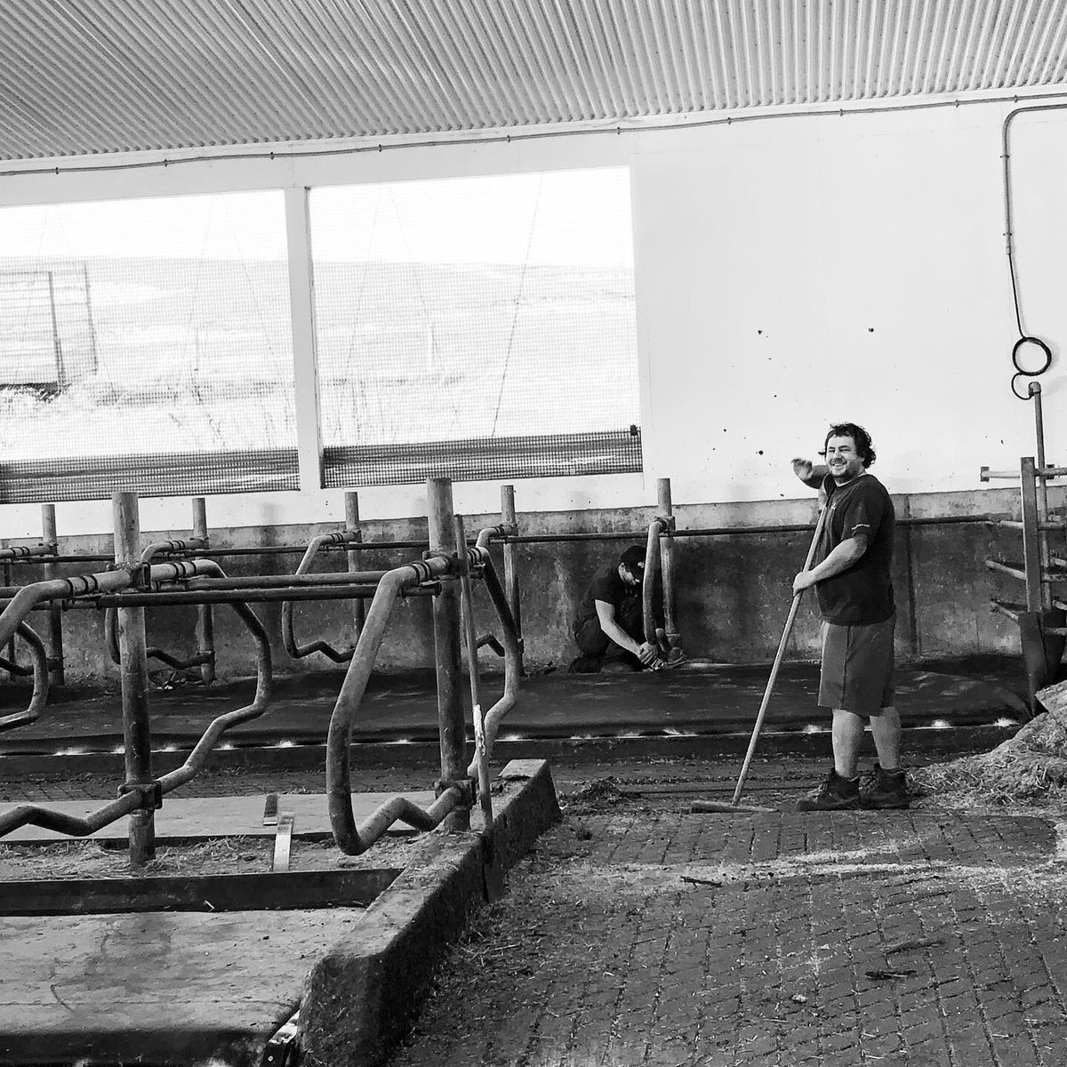 MillersDairy's tweet photo. Out with the old and in with the new!!! Norwell Dairy Systems put in new mattresses this week and the girls love them! Norwell also installed an automatic dip flush system. Thanks to the professionals at Norwell Dairy for the great job. #norwelldairysystems #happycowshappylife https://t.co/gIfT8t1Fsw
