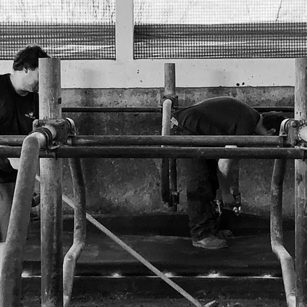 MillersDairy's tweet photo. Out with the old and in with the new!!! Norwell Dairy Systems put in new mattresses this week and the girls love them! Norwell also installed an automatic dip flush system. Thanks to the professionals at Norwell Dairy for the great job. #norwelldairysystems #happycowshappylife https://t.co/gIfT8t1Fsw