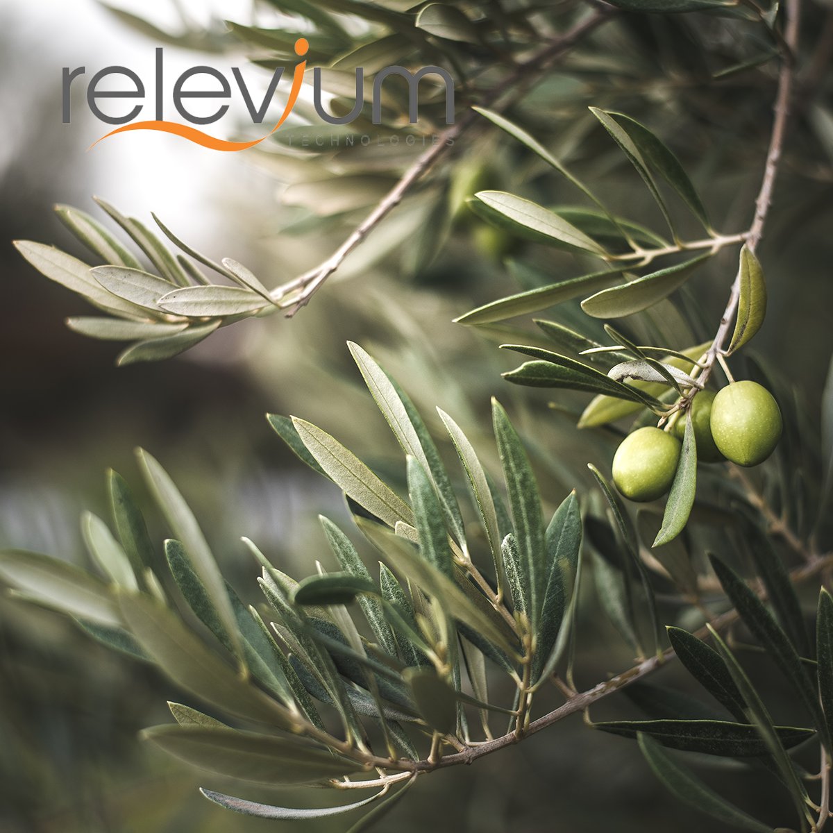 In our patented formulation that addresses viral #infections, we used Olive Leaf Extract and Licorice Root to increase the release of interferon which works directly against #viral replication and invasion.

Other natural ingredients we use: bit.ly/33qgeuH

$RLV $RLLVF
