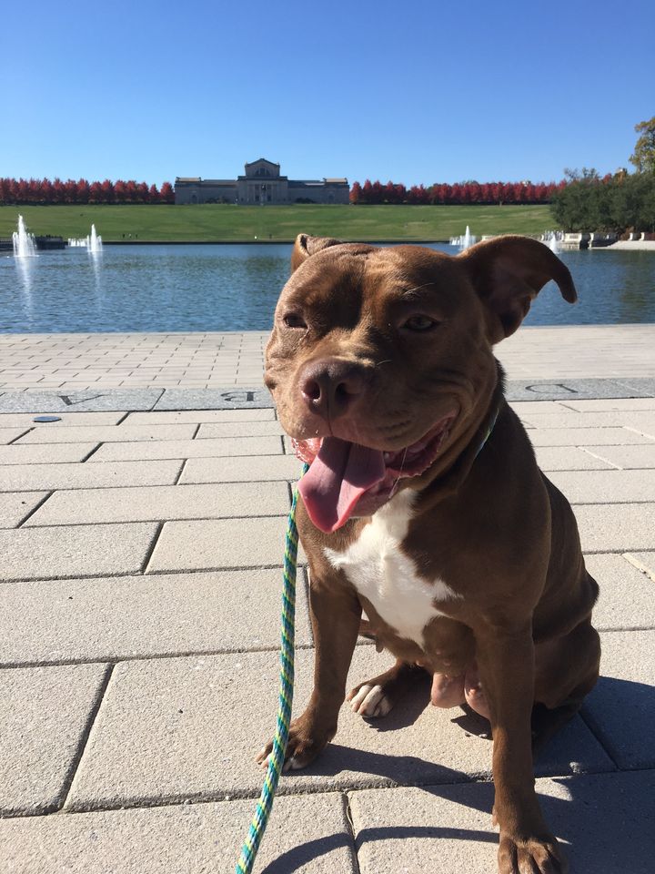 CARESTL1's tweet photo. Chelan recently came back from a #straycation and did so well! We learned that she forms attachments quickly, including to a rubber hamburger squeakie that's now her baby 😄
She's also snuggly, house-trained, and crate-trained and did well with the other dog in the home. https://t.co/kORu9UpTOV