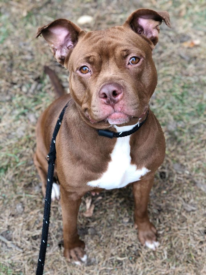 CARESTL1's tweet photo. Chelan recently came back from a #straycation and did so well! We learned that she forms attachments quickly, including to a rubber hamburger squeakie that's now her baby 😄
She's also snuggly, house-trained, and crate-trained and did well with the other dog in the home. https://t.co/kORu9UpTOV