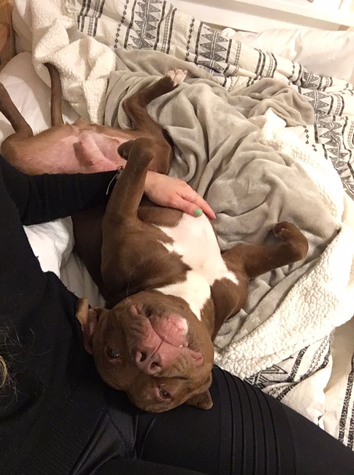 CARESTL1's tweet photo. Chelan recently came back from a #straycation and did so well! We learned that she forms attachments quickly, including to a rubber hamburger squeakie that's now her baby 😄
She's also snuggly, house-trained, and crate-trained and did well with the other dog in the home. https://t.co/kORu9UpTOV