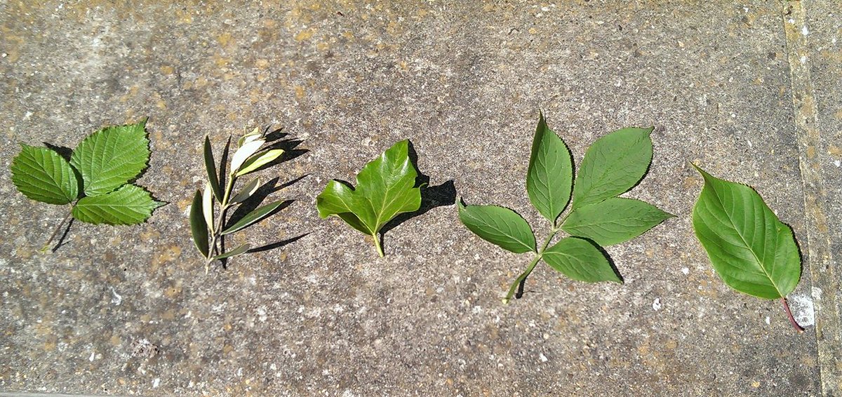 different leaves...