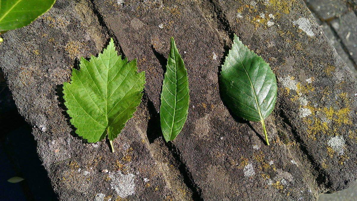 different leaves...