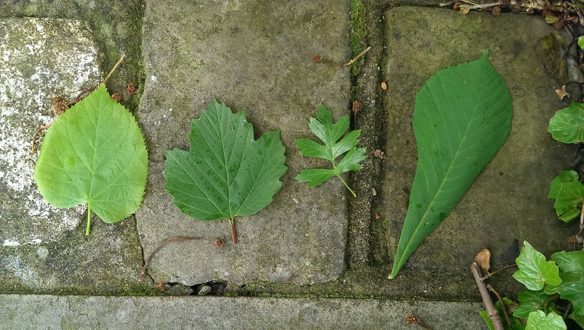 different leaves...